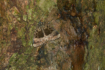 Schwarzes Ordensband (Mormo maura, Mania maura)