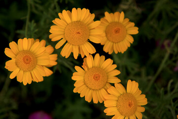 orange herbal marigold flowers