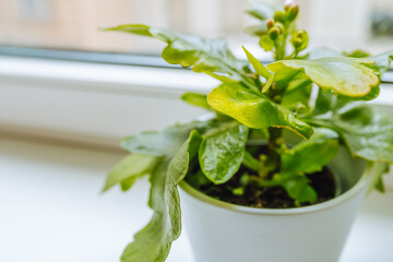 Yellowed from improper watering or insect pests, viral infection, Kalanchoe leaves