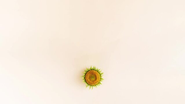 Wireless network symbol made of sunflower flowers shaped into WiFi symbol on bright background. Minimal internet technology idea. Flat lay summer concept. 4k video loopable.
