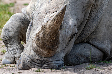 A closeup shot of the head of a White Rhino lying on the ground