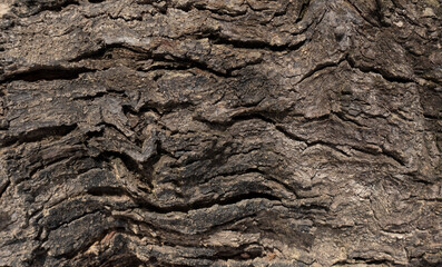 Close-up bright wood texture. Old wood surface with abstract texture motif