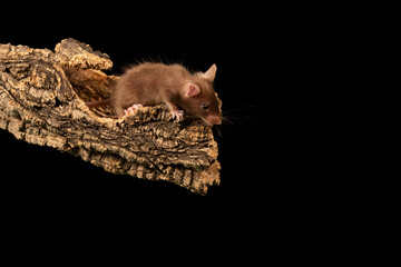 raton comun sobre un tronco con fondo negro