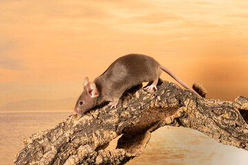 raton comun sobre un tronco con fondo de cielo naranja  al atardecer 
