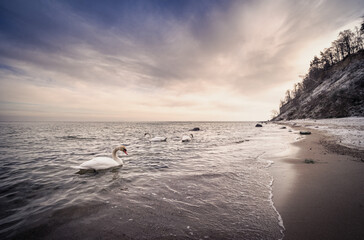 Brzeg morza z łabędziami, Gdynia Orłowo © Robert