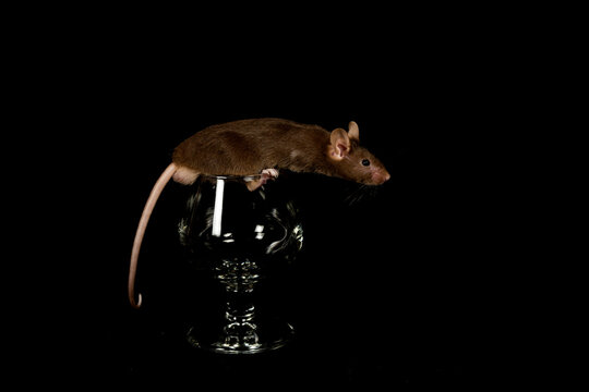 raton marron sobre una copa de licor con fondo negro 