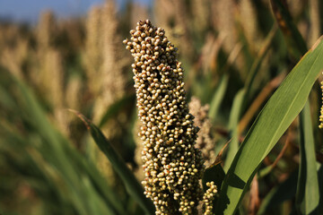 Campo di sorgo, dettaglio delle pannocchie