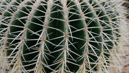 Full frame image of close up of large spiky cactus