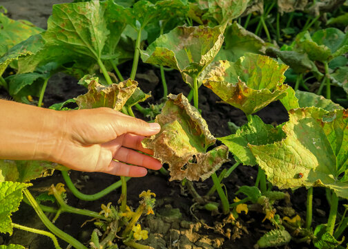 Dry Yellow Spoiled Leaves Of Cucumbers. Cucumber Disease, Pest Problem, Cucumber Cultivation Concept