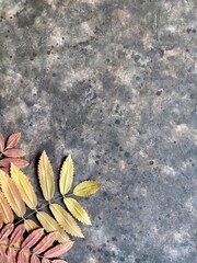 A pattern of beautiful dry rowan leaves on a black concrete background with copy space. Autumn background with herbarium.