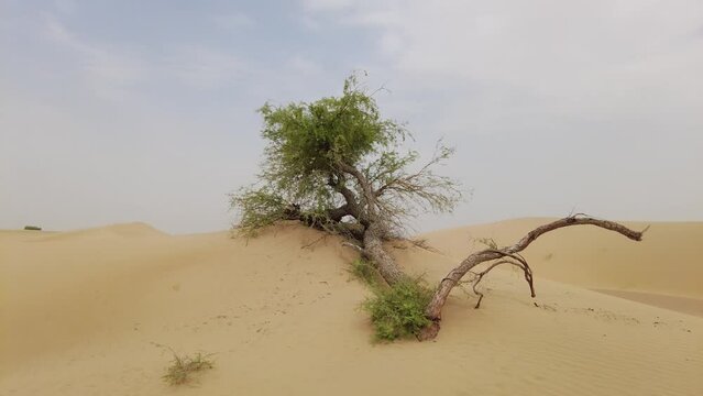 Desert landscape with fallen ghaf tree hidden in the sand dunes in UAE