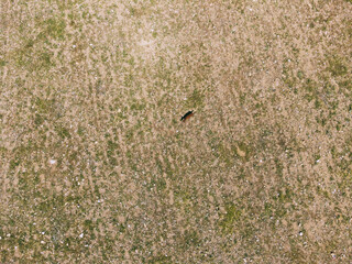 Aerial top view of a goat in the field.