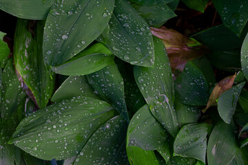 Background water drops on a leaf, flat lay. Nature background.
