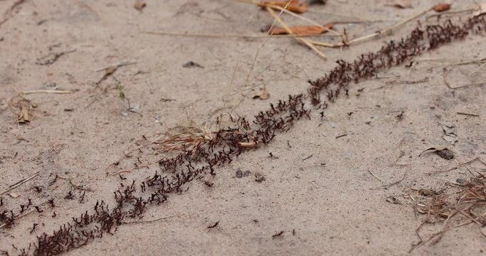 red ants in an area of protected natural habitat in East Africa