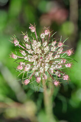 Typical inflorescence of wild carrot (Daucus carota) with pink floret in the center.