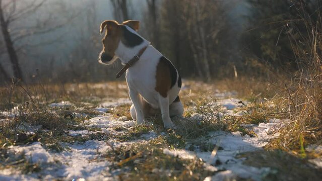 Small Jack Russell terrier sitting on green grass meadow with patches of snow during freezing winter day - shaking from cold