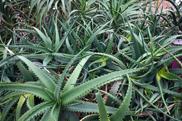 xerophyte desert plants growing in Garden. Xerophytes or desert plants is a species of plant that has adaptations to survive in an environment with little liquid water.