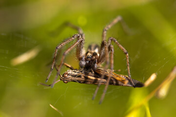 macro photograph of a spider hunting a grasshopper in its web. nature photography. green background.