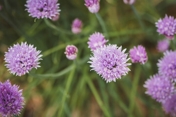 Obraz premium Schnittlauch | Blüte