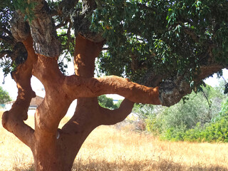Beautiful cork oak tree used for the production of cork in the Alentejo region of Portugal
