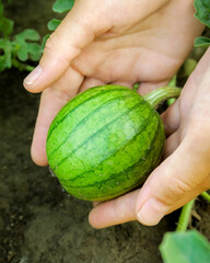 woman farmer holds a small growing watermelon in her palms. watermelon cultivation concept