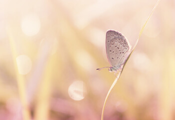 butterfly on a flower © ridho