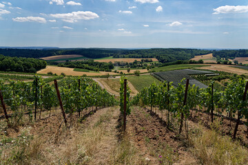 Fototapeta na wymiar Vine rows, view of vineyards in Kraichgau, Germany with beautiful panorama.
