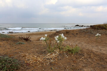 Mediterranean coast in northern Israel