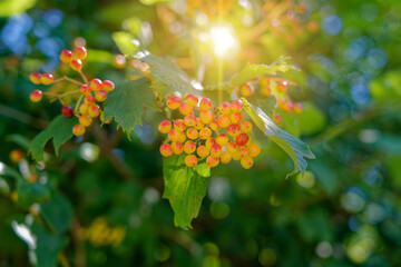 Summer berries, yellow, red berries on a bush with green leaves in the backlight of the sun.