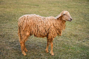 Close-up Sheep looking be alone