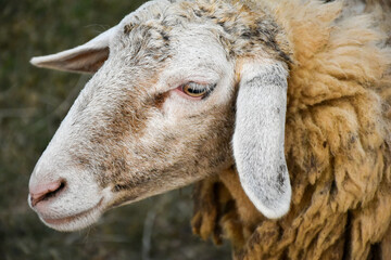 Close-up Sheep looking be alone