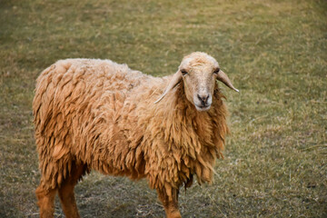 Close-up Sheep looking be alone