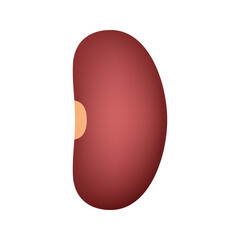 Kidney Bean isolated on white background