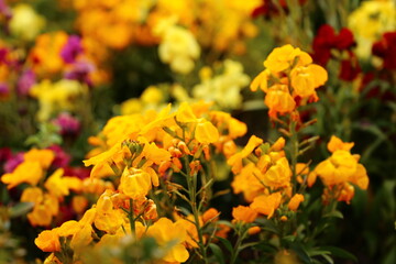 Insecto alimentándose