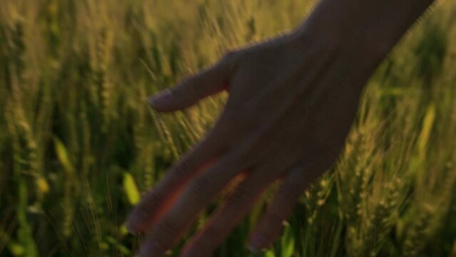 Woman toching golden wheat colossus in the evening 