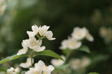 Jasmine flowers blossom closeup photo