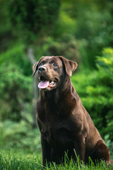 labrador retriever dog