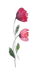 Set of watercolor design elements watercolor poppies, red poppies, leaves, branches, illustration isolated on white background.	
