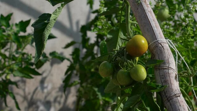 Main d'homme qui touche des tomates pas murs.