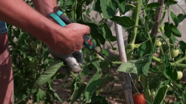 Mains d'homme qui coupe avec un s&eacute;cateur les feuilles d'un plant de tomate.