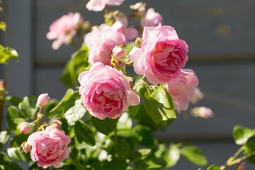 Beautiful pink nostalgic rose in a garden. Pink blend Large-Flowered Climber. Climbing pink rose Jasmina