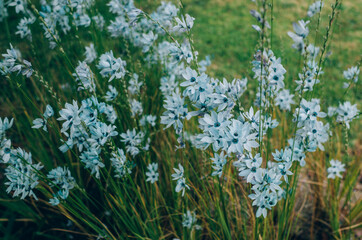 grass and flowers