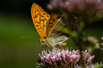 Makroaufnahmen von Schmetterlingen im Nymphenburger Park
