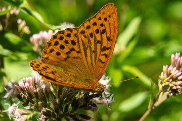 Makroaufnahmen von Schmetterlingen im Nymphenburger Park