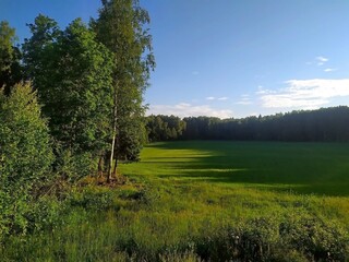 Sunlight and mixed green forest, summer nature