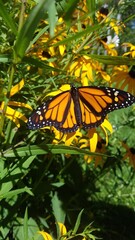 butterfly on flower