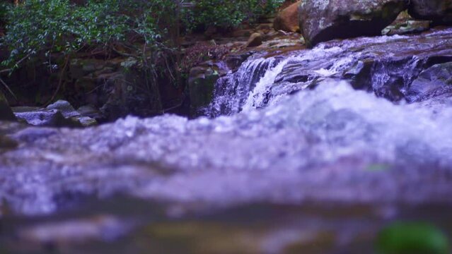 stream in the forest