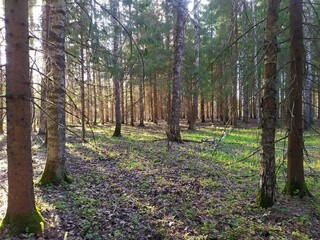 Obraz premium Sunlight and mixed green forest, summer nature