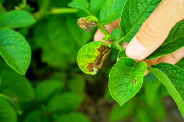 potato late blight. potato disease, pest problem, potato cultivation concept