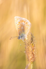 Beautiful butterfly in profile view macro with shiny blurred background bokeh in summer farm field shows its filigree wings with vibrant colors and camouflage insect hiding pollination in wild grass